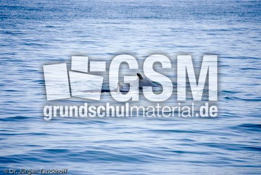 Buckelwal (43 von 57).jpg